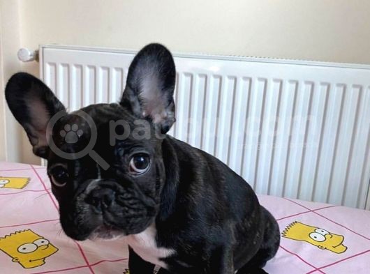 French Bulldog 4 Aylık Dişi görsel