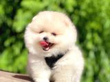Mükemmel Kalite Mikrocipli 2 Aylık Erkek Ve Dişi Pomeranian Boo