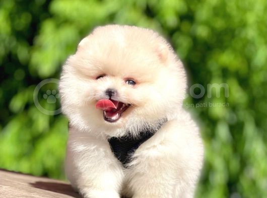 Mükemmel Kalite Mikrocipli 2 Aylık Erkek Ve Dişi Pomeranian Boo görsel