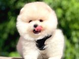 Mükemmel Kalite Mikrocipli 2 Aylık Erkek Ve Dişi Pomeranian Boo