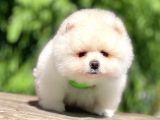 2 Aylık Erkek Ve Dişi Pomeranian Boo Yavrularımız
