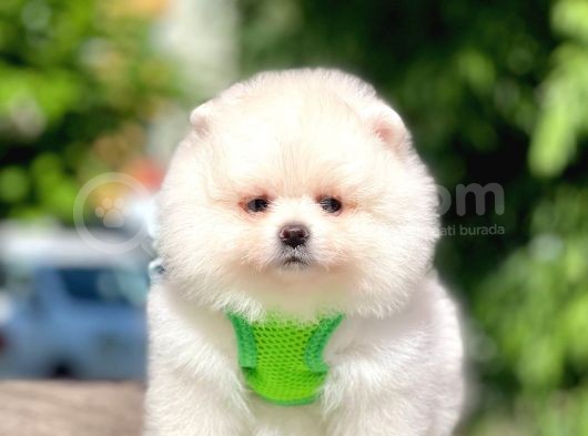 2 Aylık Erkek Ve Dişi Pomeranian Boo Yavrularımız görsel