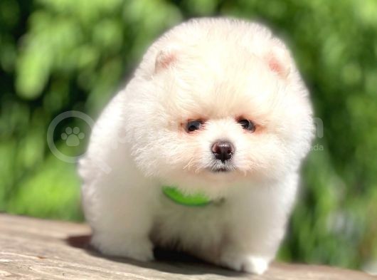 2 Aylık Erkek Ve Dişi Pomeranian Boo Yavrularımız görsel