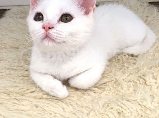 Safkan Beyaz British Shorthair Tatlı Yavrumuz görsel
