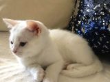 Safkan Beyaz British Shorthair Tatlı Yavrumuz