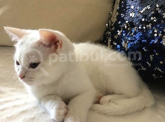Safkan Beyaz British Shorthair Tatlı Yavrumuz görsel