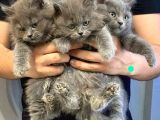 Çok Uyguna Bri̇ti̇sh Long Hai̇r Kedi̇leri̇mi̇z