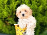 Irkinin En İyi̇leri̇ Safkan F1 Malti̇poo Yavrulari̇mi̇z