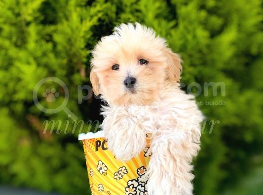 Irkinin En İyi̇leri̇ Safkan F1 Malti̇poo Yavrulari̇mi̇z görsel