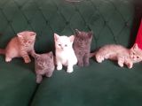 British Shorthair Yavrularım