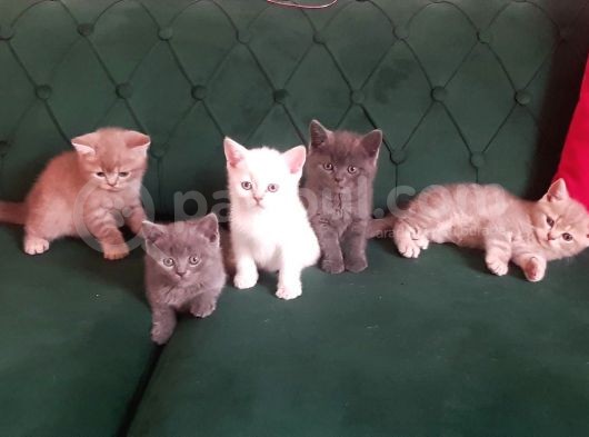 British Shorthair Yavrularım görsel