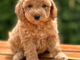 Bebek Surat Toy Poodle Yavrular