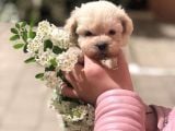 Maltipoo Dizayn Irk Sevimli Yavrular