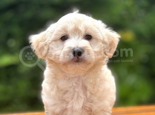 Show Kalite Maltipoo Bebekler görsel