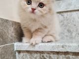 Bal Kız