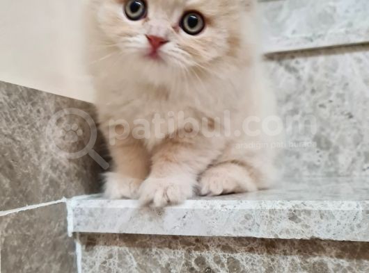 Bal Kız görsel