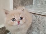 Bal Kız