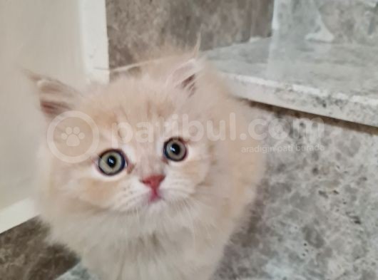 Bal Kız görsel