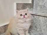 Bal Kız