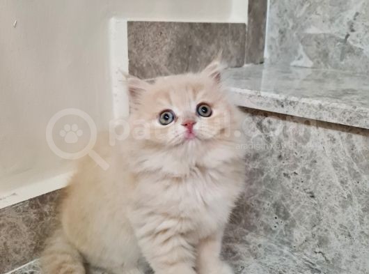 Bal Kız görsel