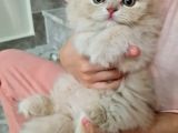 Bal Kız