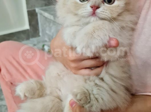 Bal Kız görsel