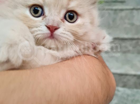 Bal Kız