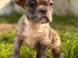 Show Kalite French Bulldog Bebekler