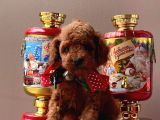 Orji̇nal Toy Poddle