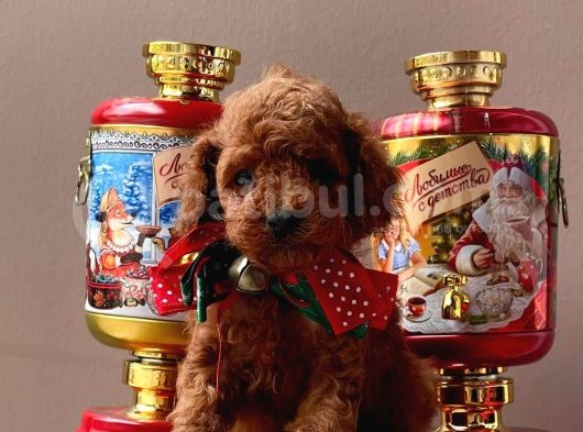 Orji̇nal Toy Poddle görsel