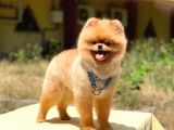 Pomeranian Boo Teddy Face Erkek Köpeğimiz