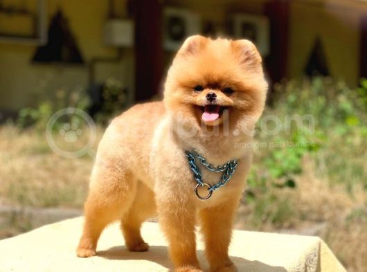Pomeranian Boo Teddy Face Erkek Köpeğimiz görsel