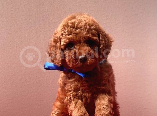 Safkan Toy Poodle Yavrular