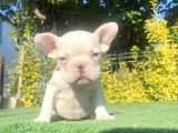 Mavi̇ Gözlü a Kali̇te Di̇şi̇ French Bulldog Yavrumuz