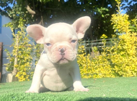 Mavi̇ Gözlü A Kali̇te Di̇şi̇ French Bulldog Yavrumuz