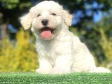Di̇zayn Irk Malti̇poo Bebekler