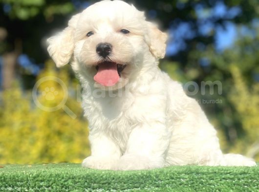 Di̇zayn Irk Malti̇poo Bebekler