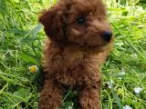4.5 Aylık Erkek Toypoodle