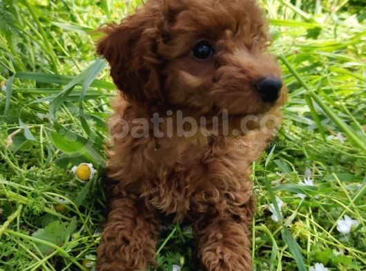4.5 Aylık Erkek Toypoodle görsel