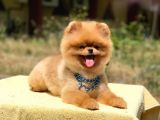 Pomeranian Boo Teddy Face Erkek Köpeğimiz