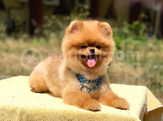 Pomeranian Boo Teddy Face Erkek Köpeğimiz görsel