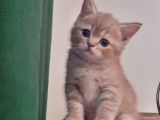 British Shorthair Yavrularım