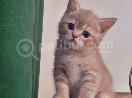 British Shorthair Yavrularım