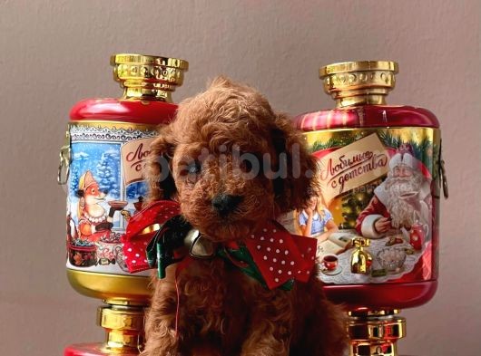 Orji̇nal Toy Poddle görsel