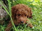 4.5 Aylık Erkek Toypoodle