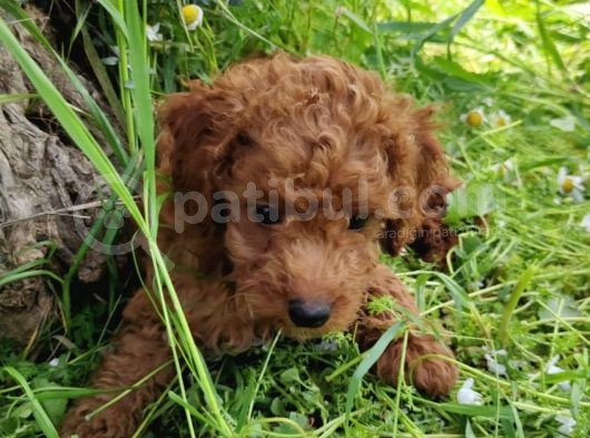 4.5 Aylık Erkek Toypoodle görsel