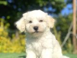 Di̇zayn Irk Malti̇poo Bebekler