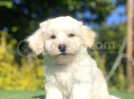 Di̇zayn Irk Malti̇poo Bebekler görsel