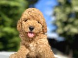 Çeşi̇t Çeşi̇t Poodle Bebekleri̇mi̇z Garanti̇li̇