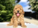 Çeşi̇t Çeşi̇t Poodle Bebekleri̇mi̇z Garanti̇li̇